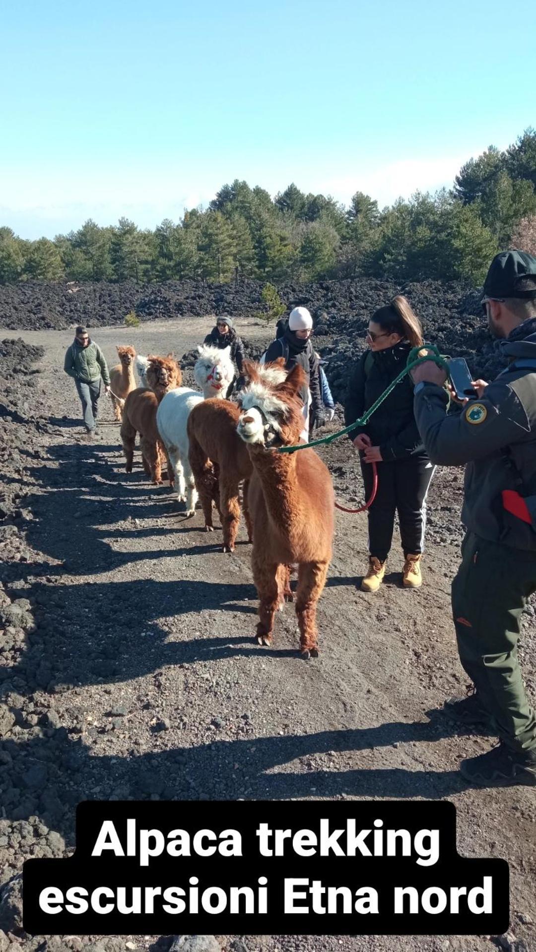 Alpaca Etna Rooms Da Mariagiovanna Лингуаглосса Экстерьер фото