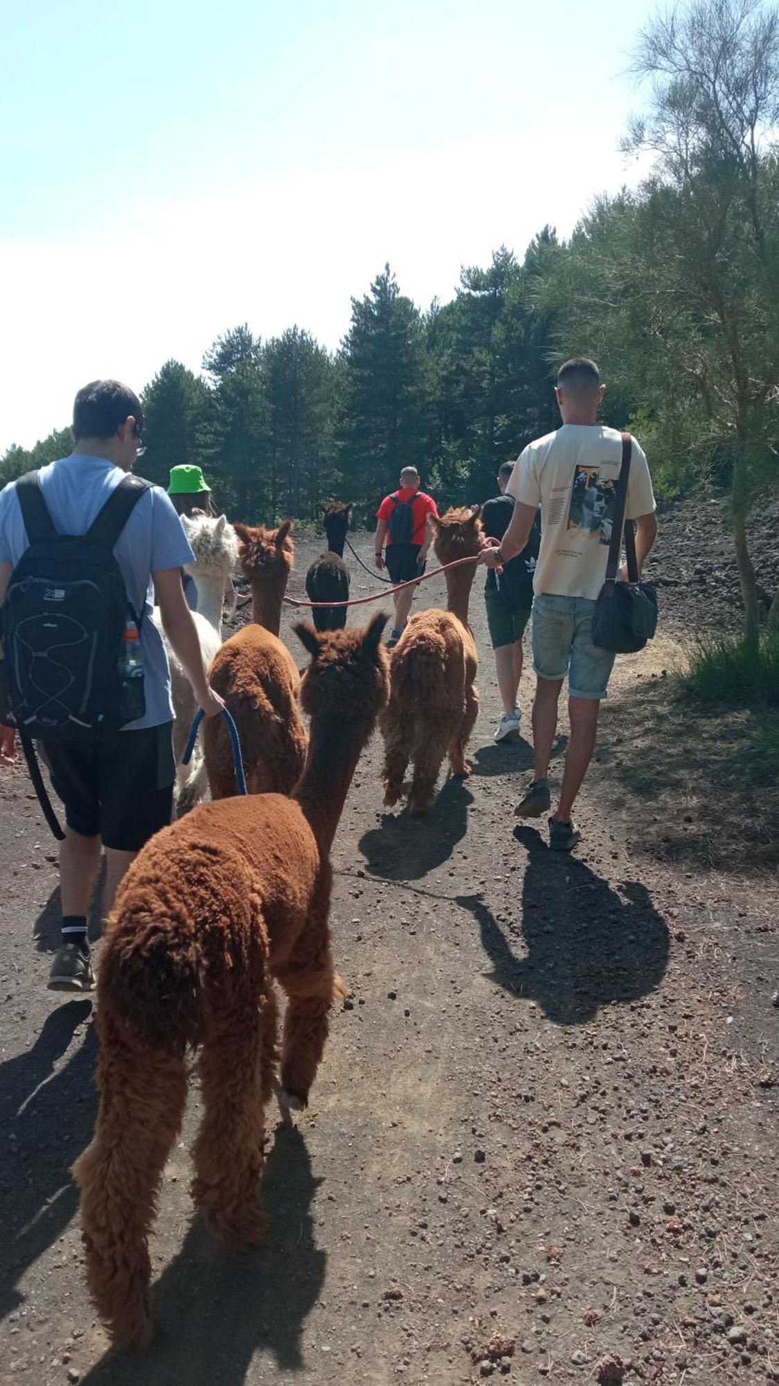 Alpaca Etna Rooms Da Mariagiovanna Лингуаглосса Экстерьер фото