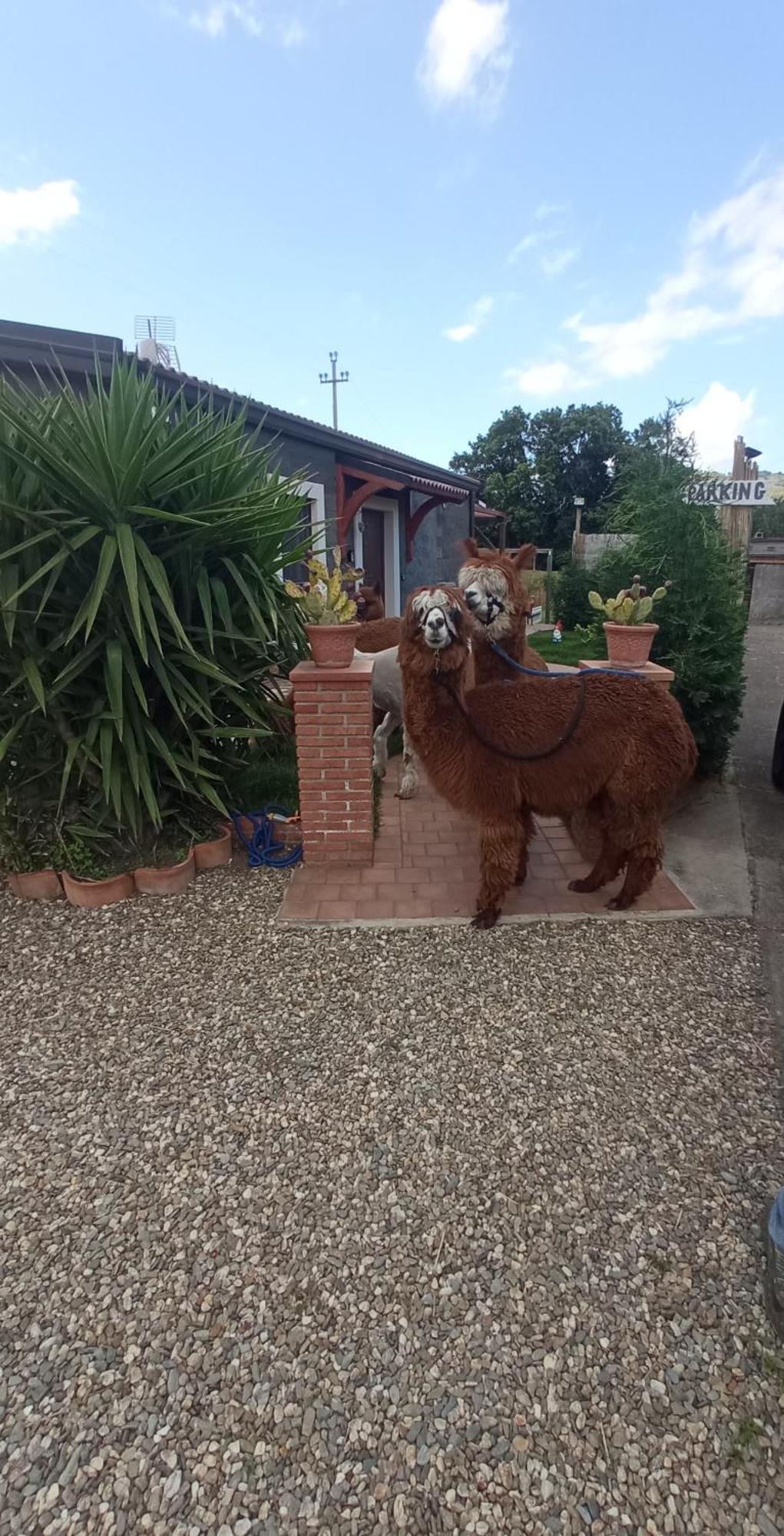 Alpaca Etna Rooms Da Mariagiovanna Лингуаглосса Экстерьер фото